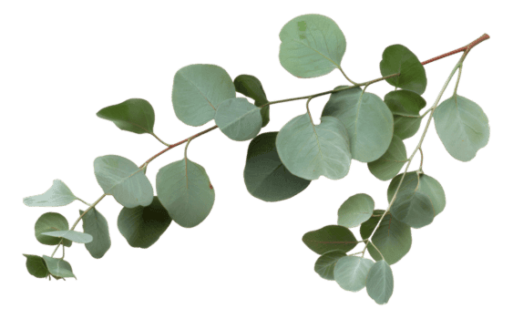 Eucalyptus
